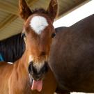 horse