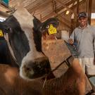 Professor Ermias Kebreab is conducting research with twelve dairy cows to find out if seaweed will reduce methane emissions from cow.