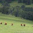 A UC Davis researcher is helping to develop a genetic test that will aid ranchers in breeding cattle that prefer to graze on hillsides, alleviating pressure on lowland meadows and creeks. (Douglas McCreary/UC Sierra Foothill Research and Extension Center)