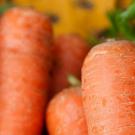 Genome sequencing reveals how carrots have become good at accumulating carotenoids, the pigment compounds that give them their characteristic colors and nutritional richness. (Gregory Urquiaga/UC Davis)