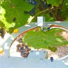 UC Davis biology and agricultural engineering professor Shrini Upadhyaya and his team designed a sensor that attaches to a single leaf to measure temperature, light, wind, and humidity to help optimize plant irrigation. (Diane Nelson | UC Davis)
