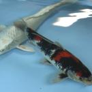 Rescued koi acclimate to temporary housing at the Center for Aquatic Biology and Aquaculture.