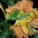 Symptoms of Pierce's disease on a grapevine leaf. (Jack Kelly Clark / UC ANR)
