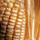 Transposons are mobile pieces of DNA that influence other genes. In this photo, each spot on a corn kernel is caused by a transposon.