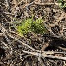 The mother tree of this sugar pine seedling withstood years of drought and bark beetle outbreaks, suggesting resiliency to such threats. Scientists hope that resiliency was passed along to the seedlings. (Kat Kerlin, UC Davis) 
