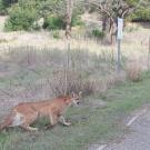 A mountain lion from the Santa Ana range in California approaches a road. (Photo courtesy Orange County Transportation Authority)