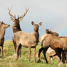 Biologists suggest a shift to a new emphasis on individual organisms -- whether animal, plant or microbe -- and their environments and life histories.