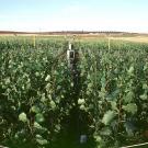 Free Air CO2 Enrichment facilities like this one in Italy blast crops with air containing increased amounts of carbon dioxide to understand how plants will respond to future climate change. (Courtesy Gail Taylor/UC Davis)
