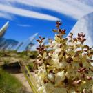 Mojave yucca grows near a solar facility in the Mojave Desert. (Steven Grodsky/UC Davis)