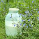 UC Davis study finds raw milk left at room temperature harbors antimicrobial resistant genes. (Getty)