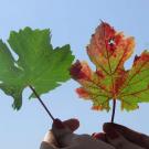 Grapevine red blotch disease, as shown on the leaf above on the right, can have a significant impact on wine quality. (Raul Girardello/UC Davis)