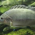 Studying Mozambique tilapia, the researchers found that short DNA segments enhance expression of genes that regulate the fish's internal body chemistry in response to salinity stress. (Photo by Greg Hume/Creative Commons)