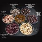 The new varieties released by UC Davis include seed coat patterns and cooking quality that are desired by chefs and home cooks. The new varieties combine these characteristics with improved productivity on organic farms. (Travis Parker/UC Davis)