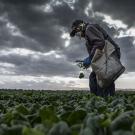 Spinach harvest in Hollister, California. (Hector Amezcua/UC Davis)