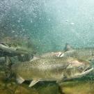 Spring-run chinook in the Salmon River. (Peter Bohler)