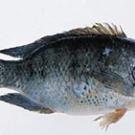 Mozambique tilapia (photo: U.S. FDA)