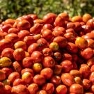Tomatoes in a pile