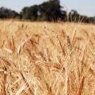Wheat