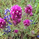 California wildflowers, such as these miniature lupine and denseflower Indian paintbrush flowers, were more resilient to the recent drought than they may have appeared. Photo: Marina LaForgia/UC Davis