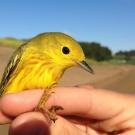  yellow warbler is held by a researcher. A study shows natural habitat around farms can mute the effects of birds on crops. (Daniel Karp/UC Davis)