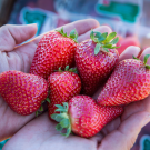 Two hands holding seven, red strawberries.