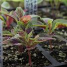 Plants growing in containers