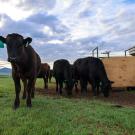 Beef steers graze on a ranch in Dillon, Montana. The machine nearby releases a seaweed supplement while also measuring the cattle's methane emissions. (Paulo de Méo Filho / UC Davis)