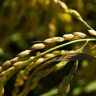 Researchers at UC Davis and UC Berkeley's Innovative Genomics Institute have found a way to produce clonal seeds from hybrid rice varieties. The technique could make hybrids, which can have superior qualities, widely available to the world's farmers. (UC Davis photo)