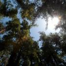 Sunlight streaming through towering tree canopy against a blue sky