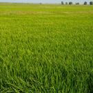 UC Davis researchers have discovered a way to grow cereal crops, like rice and wheat, with less nitrogen fertilizer, reducing pollution and saving farmers billions.