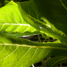 UC Davis is leading an effort to establish the California Center for Food Safety, bringing together statewide resources to help growers meet food safety standards.