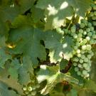 Wine grapes growing in Merced, California.