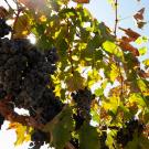 A new study from UC Davis researchers sheds new light on how vineyards can mitigate drought effects at a time when California is experiencing a severe water shortage. (Greg Urquiaga/UC Davis)