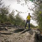 Executive Director a the UC Davis Olive Center, Javier Fernandez-Salvador uses a handheld shaker to harvest olives at Wolfskill Experimental Orchard that will be used to create an Olio Nuovo blend of olive oil that will be availble to the public through the Olive Center.