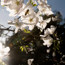 Bee at the UC Davis Arboretum, photo by: Gregory Urquiaga