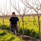 A pistachio tree farm in Yolo County where UC Davis is conducting research. (Gregory Urquiaga / UC Davis)
