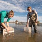 UC Davis students Gigi Dielkelman and Astrid Boyd release fish into flooded rice plots at Montna Farms in Yuba City on December 12, 2023. Photo by: Gregory Urquiaga, UC Davis.