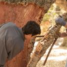 Carlos Ferreira, left, and Joao Ferreira, right, of Portugal, strip bark from a cork oak tree in the UC Davis Arboretum. The cork oak is the only tree whose bark regenerates itself after harvesting. (Gregory Urquiaga/ UC Davis)
