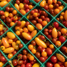 UC researchers are outlining how California farms have successfully transitioned to organic and climate-friendly practices and exploring ways to support these shifts across the state in the future. Photo by: Gregory Urquiaga, UC Davis