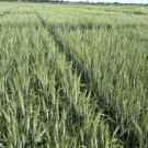 Wheat with reduced allergenicity growing at the UC Davis Agronomy Field Headquarters. (Jorge Dubcovsky / UC Davis)