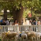 Students watch sheep grazing on the UC Davis quad