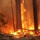 Fire burns as part of California's August Complex Fire in 2020. © Mike McMillan, USDA Pacific Southwest Forest Service