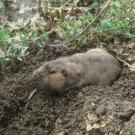 A pocket gopher emerges from a burrow. The holes and mounds created by burrowing rodents pose hazards to farmworkers and farm machinery. (Courtesy Photo)