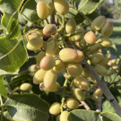 Researchers have generated the most comprehensive genome sequence of the pistachio, allowing plant breeders to create better varieties. (Bárbara Blanco-Ulate / UC Davis)