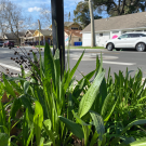 Plantago lanceolata, an invasive plant also known as ribwort plantain that can be dormant for up to 177 years before expanding. (Mohsen Mesgaran/UC Davis)