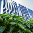 Pepper plants growing on campus, part of an experiment examining the effects of agrivoltaics. Photo by: Jael Mackendorf, UC Davis