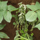 Ralstonia solanacearum in a potato plant. The bacterium destroys the vascular system in plants, causing them to succumb to wilt disease. (Credit: Amilcar Sanchez)
