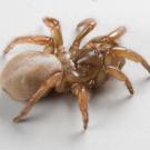 A species of trapdoor spider on a white surface.