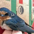 Barn swallows were considered a "gold star" bird for benefiting farms in a study from UC Davis. (Elissa Olimpi/UC Davis)