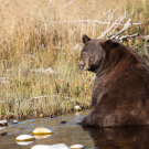 A bear cools off in a stream in Yellowstone National Park. A UC Davis study found that North American mammals in hotter regions increasingly seek out forested areas away from human-dominated landscapes. (Daniel Karp, UC Davis)